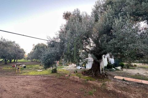 Ruinere i Ostuni, Brindisi, Ostuni - € 79.000 | Ref: Lamia Degli Uli - foto 13